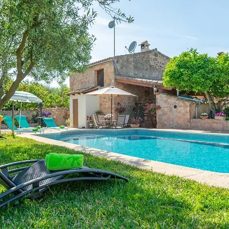 Fiolet Algaida (Mallorca)